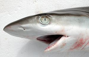 Carcharhinus amblyrhynchos JNC1202 Head.JPG