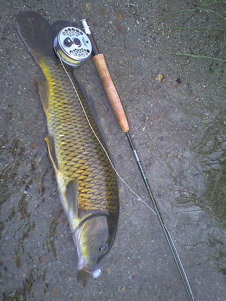 File:Carp fly fishing.jpg