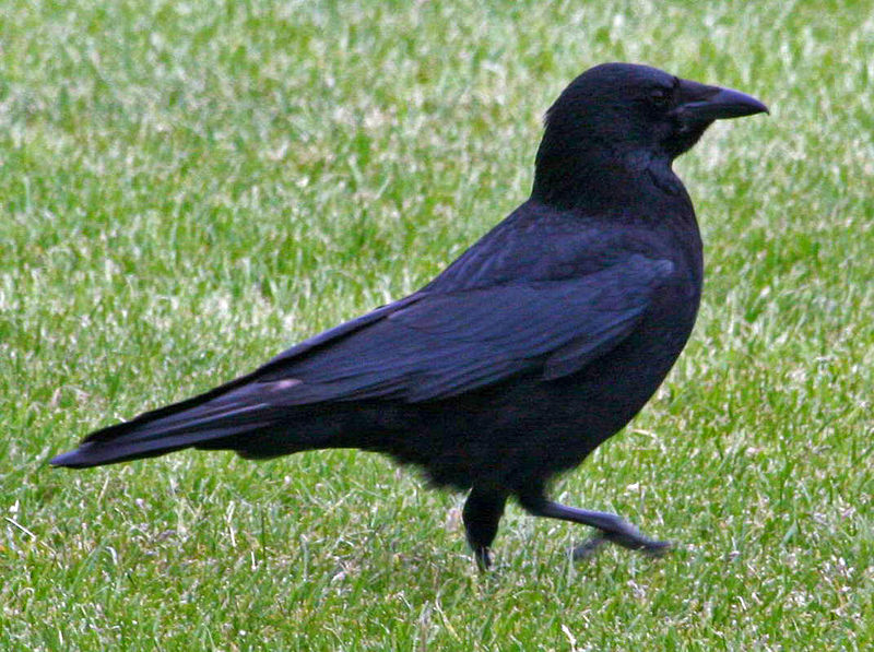 File:Carrion Crow RWD3.jpg