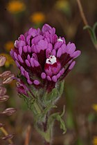 Castilleja exserta