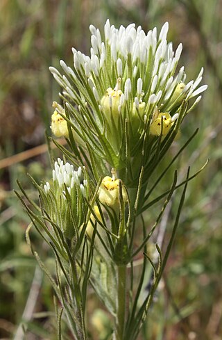 <i>Castilleja lineariiloba</i> Species of flowering plant