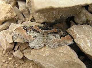 <i>Catarhoe rubidata</i> Species of moth