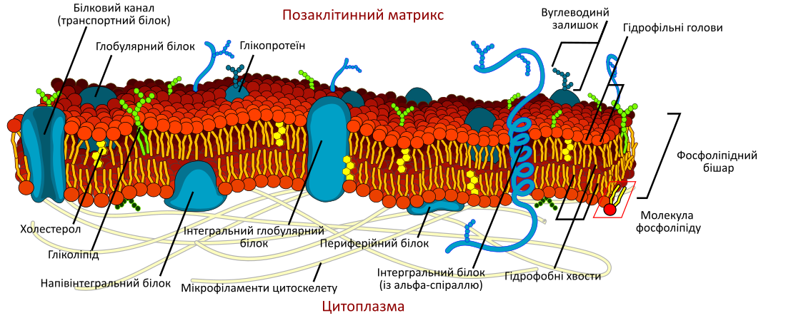 Клітинна мембрана