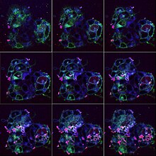 Cells z-stack confocal images.jpg