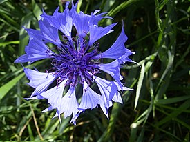 Centaurea cyanus