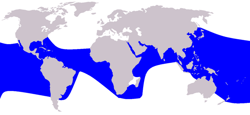 ملف:Cetacea range map Pantropical Spotted Dolphin.PNG