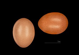 Cettia cetti (Cetti's Warbler) egg