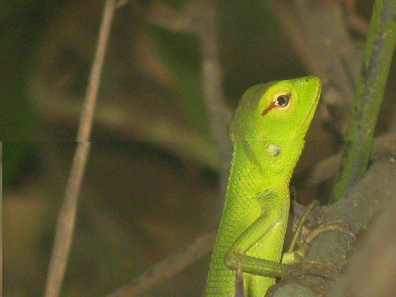 File:Chameleon green from thottumukkom irvin calicut (4).JPG