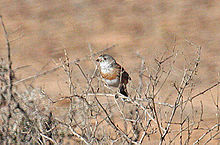 Kashtan ko'krakli oq yuz (Aphelocephala pectoralis) perched.jpg