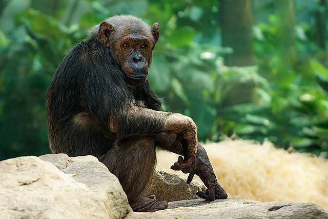 Chimpanzees produce alarm calls in response to threats.