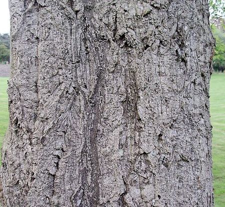 Chinese cork oak bark.jpg