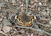 Chlosyne gorgone (gorgone checkerspot). Adult, dorsal view.