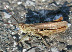 Misjudged grasshopper (Chorthippus mollis), ♂ Song of the misunderstood grasshopper? / I