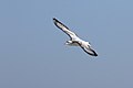 * Nomination Black-headed Gull (Chroicocephalus ridibundus) in flight over Paradeniz Lagoon. Mersin, Turkey. --Zcebeci 10:50, 29 November 2016 (UTC) * Promotion Just small enough for noise not to be too much of a distraction --Daniel Case 01:42, 4 December 2016 (UTC)