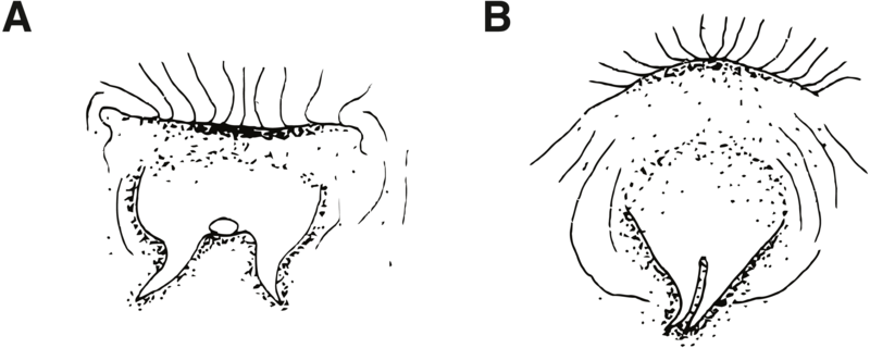 File:Cirripectes (10.7717-peerj.8852) Figure 3.png