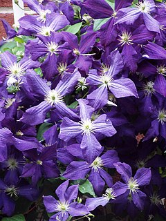 <i>Clematis</i> Jackmanii Vine cultivar