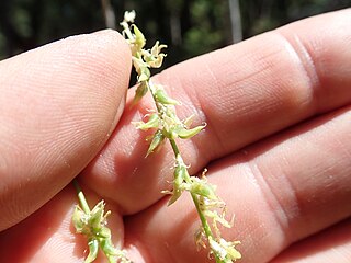 <i>Astragalus clevelandii</i> Species of legume