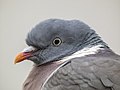 * Nomination A close up picture of the head of a common wood pigeon --Alexis Lours 13:24, 26 December 2021 (UTC) * Promotion  Support Good quality. --Sandro Halank 20:03, 26 December 2021 (UTC)