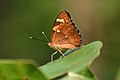 * Nomination Close Wing Basking of Symphaedra nais (Forster, 1771) - BaronetThis image was uploaded as part of Wiki Loves Butterfly. --TAPAN1412 15:40, 23 November 2023 (UTC) * Promotion  Support Good quality. --Gugalcrom123 15:19, 29 November 2023 (UTC)