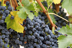 Wine Grapes