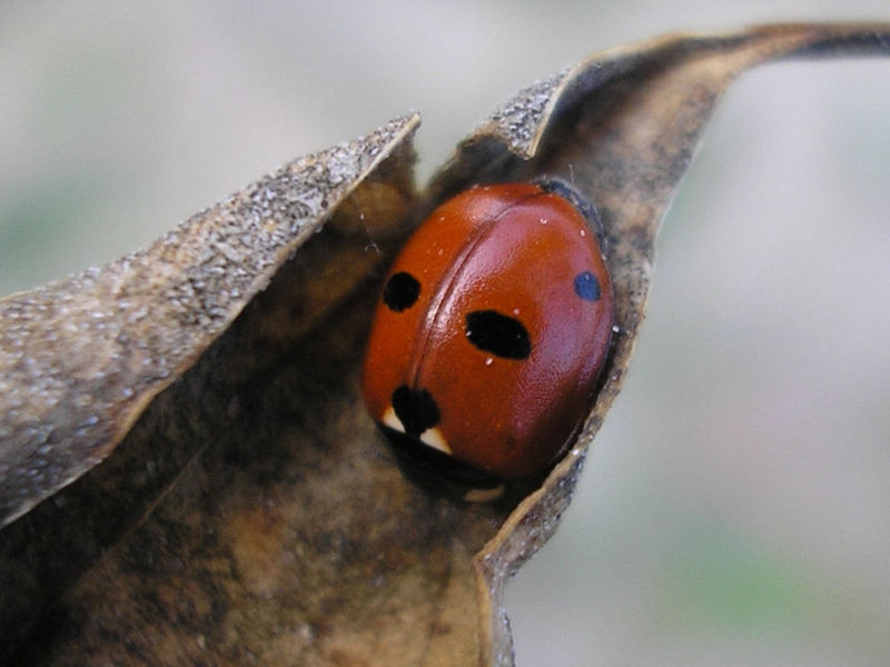 File:Coccinella quinquepunctata HE e01.jpg