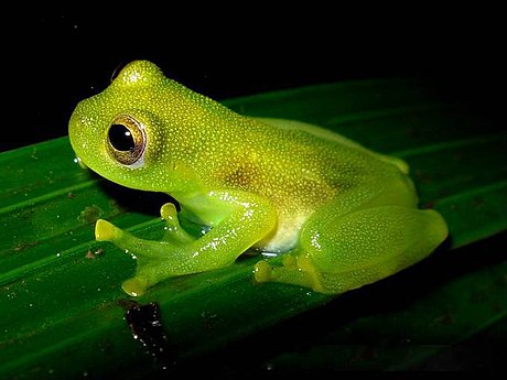 Glass frog