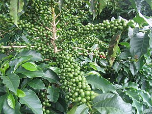 Coffee (Coffea arabica) branch with immature fruit, São João do Manhuaçu City, Minas Gerais State, Brazil