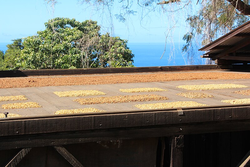 File:Coffee beans drying, Big Island, hawaii 3566.jpg