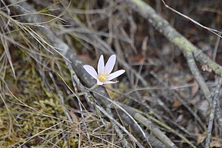 <i>Colchicum corsicum</i> Species of plant