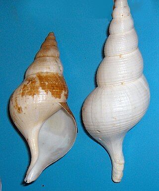 <i>Colus</i> Genus of gastropods