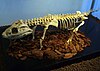 Comahuesuchus.jpg