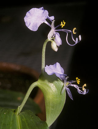 <i>Commelina lukei</i> Species of flowering plant