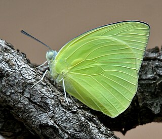 <i>Catopsilia pomona</i> Species of butterfly