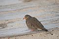 Common Ground Dove at Smyrna Dunes Park - Flickr - Andrea Westmoreland.jpg