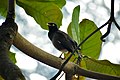 * Nomination: Common Myna --Fabian Roudra Baroi 23:02, 23 January 2023 (UTC) * * Review needed