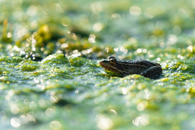 File:Common frog on algae.jpg