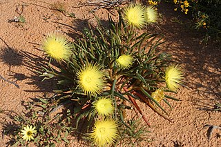 <i>Conicosia elongata</i> Succulent endemic to the Cape Provinces