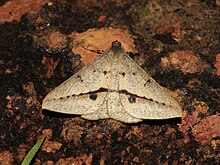 Conolophia nigripuncta (Geometridae-Desmobathrinae-Desmobathrini) (22816330195) .jpg