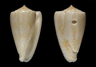 <i>Conus evansi</i> species of mollusc