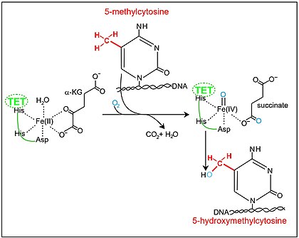 Conversion of 5-methylcytosine to 5-hydroxymetnylcytosine by TET enzyme plus alpha-ketoglutarate Conversion of 5-methylcytosine to 5-hydroxymetnylcytosine by TET enzyme plus alpha-ketoglutarate & Fe(II).jpg