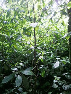 <i>Coprosma autumnalis</i> Species of plant