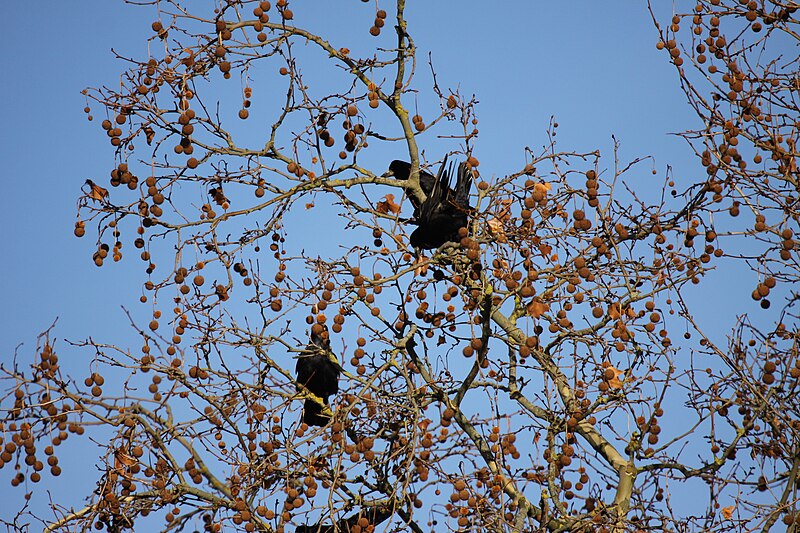 File:Corbeaux dans un arbre (3).JPG