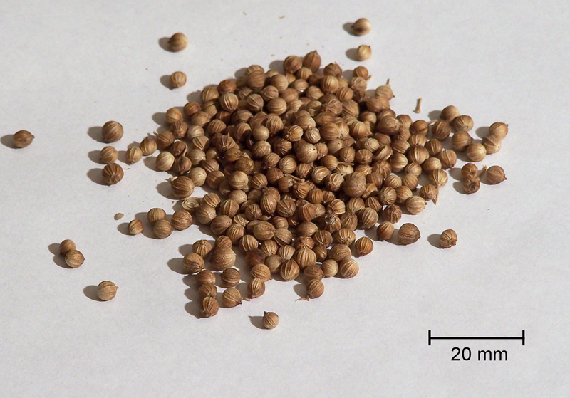 File:Coriander.png