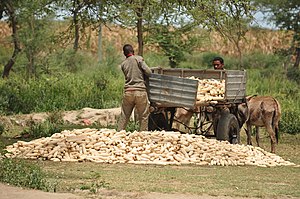 Agriculture En Éthiopie