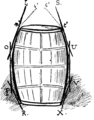 Fig. 18. — Le baril thoracique.
