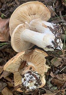 Cortinarius crassus azpitik.jpg