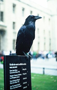 Un corvo imperiale alla Torre di Londra