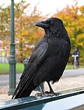 Miniatura per Corvus corone