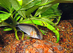 Corydoras arcuatus PiaH.jpg