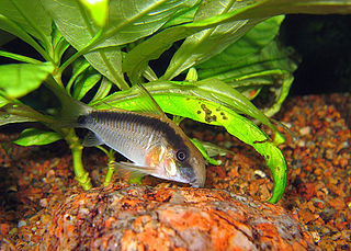 <i>Corydoras arcuatus</i> Species of fish